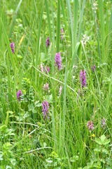 Killikus&reg; Fotographie